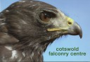 Cotswold Falconry Centre 2006 - Harlan's Hawk.