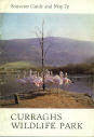 Curraghs Wildlife Park Guide 1975 - Flamingos