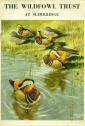 Wildfowl and Wetlands Trust Guide 1955 - Mandarin Ducks