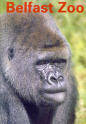 Belfast Zoo 1994 - Lowland Gorilla