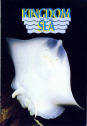 Kingdom Of The Sea 1991 - Ray