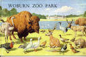 Woburn Safari Park Guide 1958 - American and European Bison, Deer and waterfowl